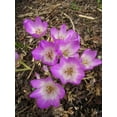 thumbnail image 4 of 10 AUTUMN CROCUS Colchicum Autumnale Meadow Saffron Flower Seeds, 4 of 5