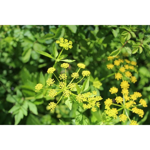 Golden Alexanders Seeds (Zizia aurea (L.)) 100 Seeds (0.3 grams)