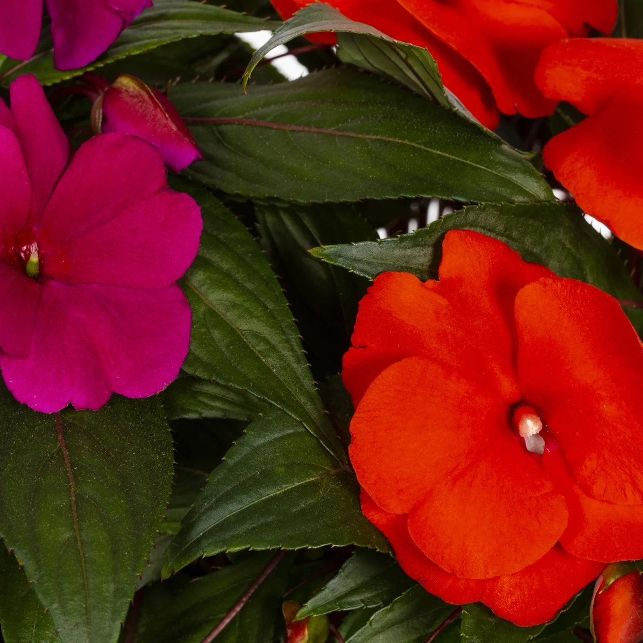 Expert Gardener New Guinea Impatiens 1.5G Multi-color Live Plants