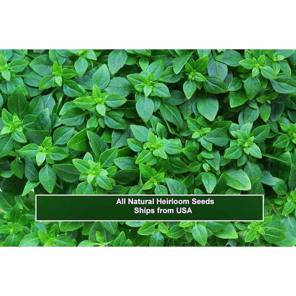 Herb Seeds -Spicy Globe Basil- 50 Seeds -Spectacular Pesto!- Indoors or Out