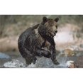 thumbnail image 1 of Posterazzi DPI1865436 Wet Grizzly Bear Running In Stream Poster Print, 19 x 12, 1 of 1