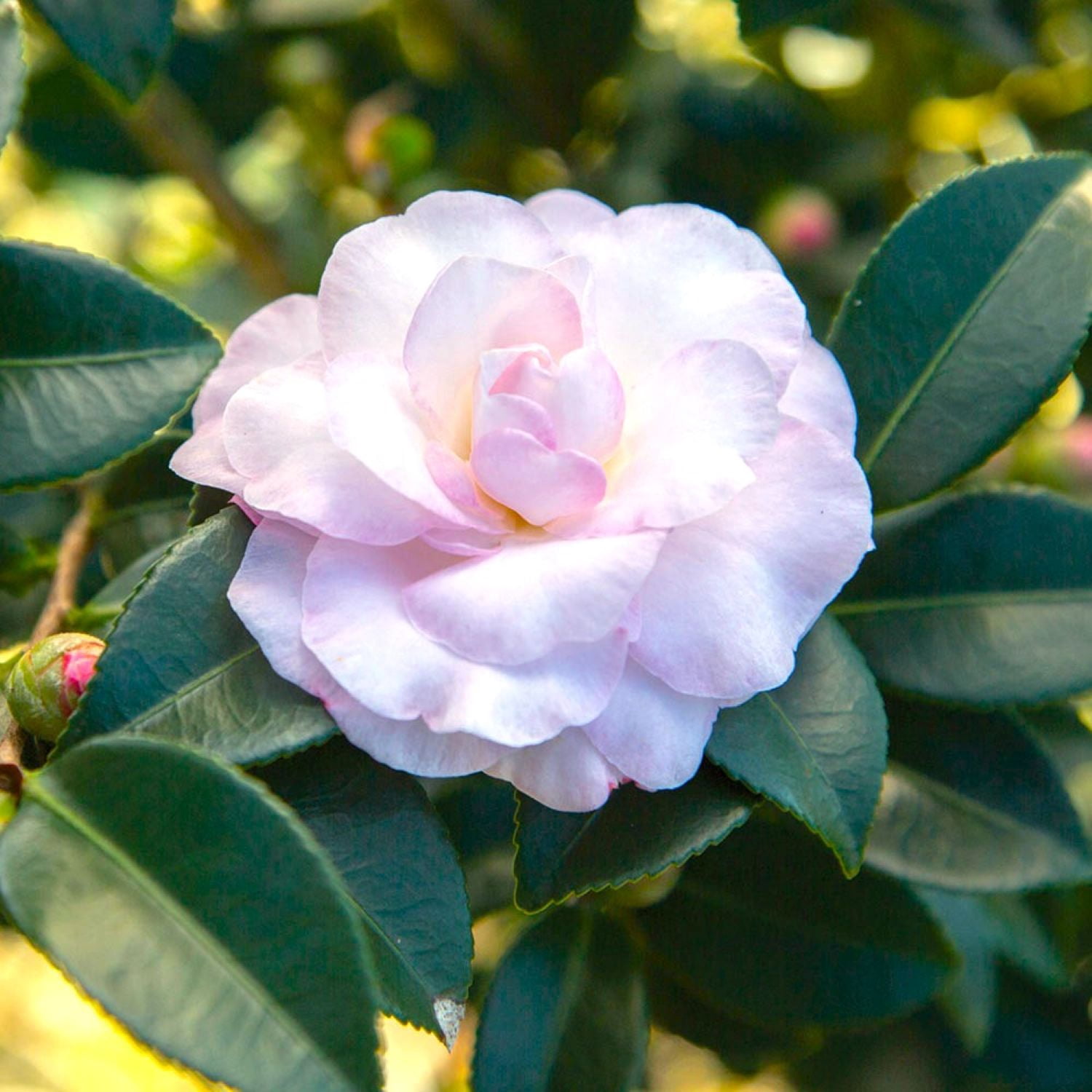 Southern Living October Magic Dawn Camellia Live Shrub in 2.5-Quart Grower Pot