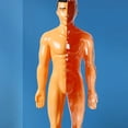thumbnail image 4 of Minkissy Human Body Model Kids For Family Bonding Realistic Design Plastic 1 Set, 4 of 8