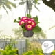 thumbnail image 1 of BESTYASH 2Ud Maceteros Redondos Colgantes De Hierro Negro Para Plantas Suculentas Y, 1 of 8
