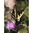 thumbnail image 3 of Mansfield, Kathy 19x24 Black Modern Framed Museum Art Print Titled - Butterfly Bokeh II, 3 of 5