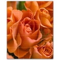 thumbnail image 1 of Picture-Tiles.com: Flowers Ceramic Tile Wall Mural WAL500619-45L. 32"W x 40"H using (20) 8" x 8" Ceramic Tiles-Satin Finish, 1 of 3