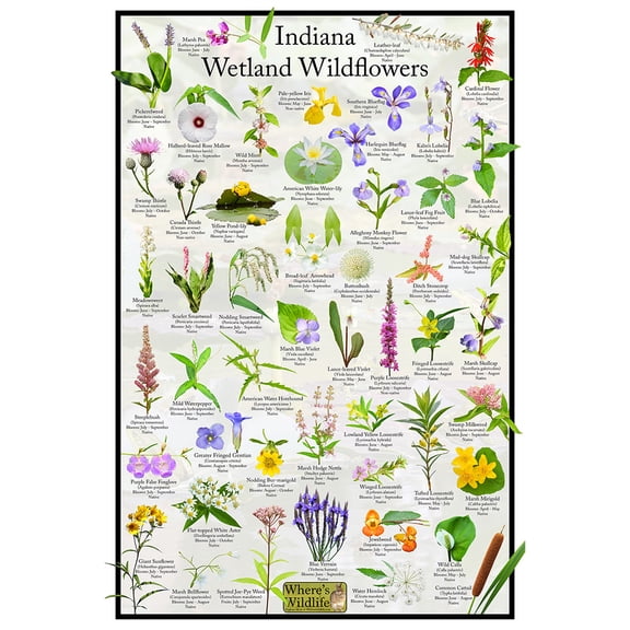 Indiana Wetland Wildflower Identification Poster | Educational Flower Science Chart (12" x 18")