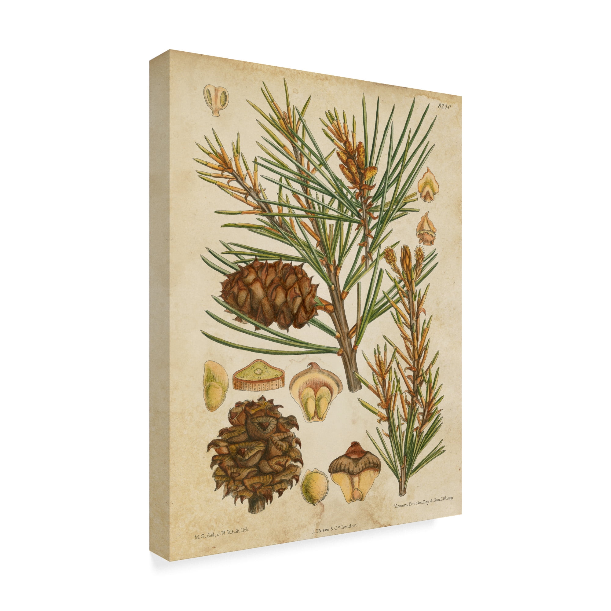 Trademark Fine Art 'Vintage Conifers II' Canvas Art by Vision Studio