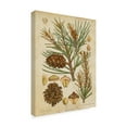 thumbnail image 2 of Trademark Fine Art 'Vintage Conifers II' Canvas Art by Vision Studio, 2 of 4