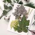 thumbnail image 4 of Toystoory Hoja seca natural en relieve hojas prensadas decoración suministros para el hogar para tarjetas de boda de resina hoja verde 8 hoja verde 8 20Conjunto, 4 of 6