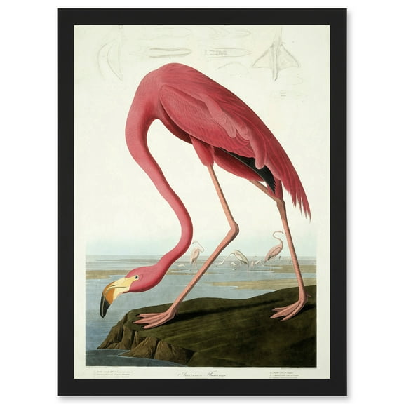 Painting Nature Audubon American Flamingo A4 Artwork Framed Wall Art Print