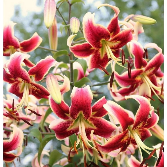5 Scheherazade Trumpet Lily Bulbs