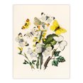 thumbnail image 3 of Artery8 William Forsell Kirby Caterpillars and Butterflies Framed Wall Art Print Home Décor A4, 3 of 4