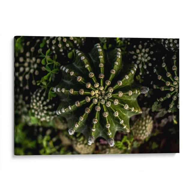 Cuadro decorativo - Cactus 2, Alvaro Martinz 60x40 Canvas Lab Botánica, Naturaleza