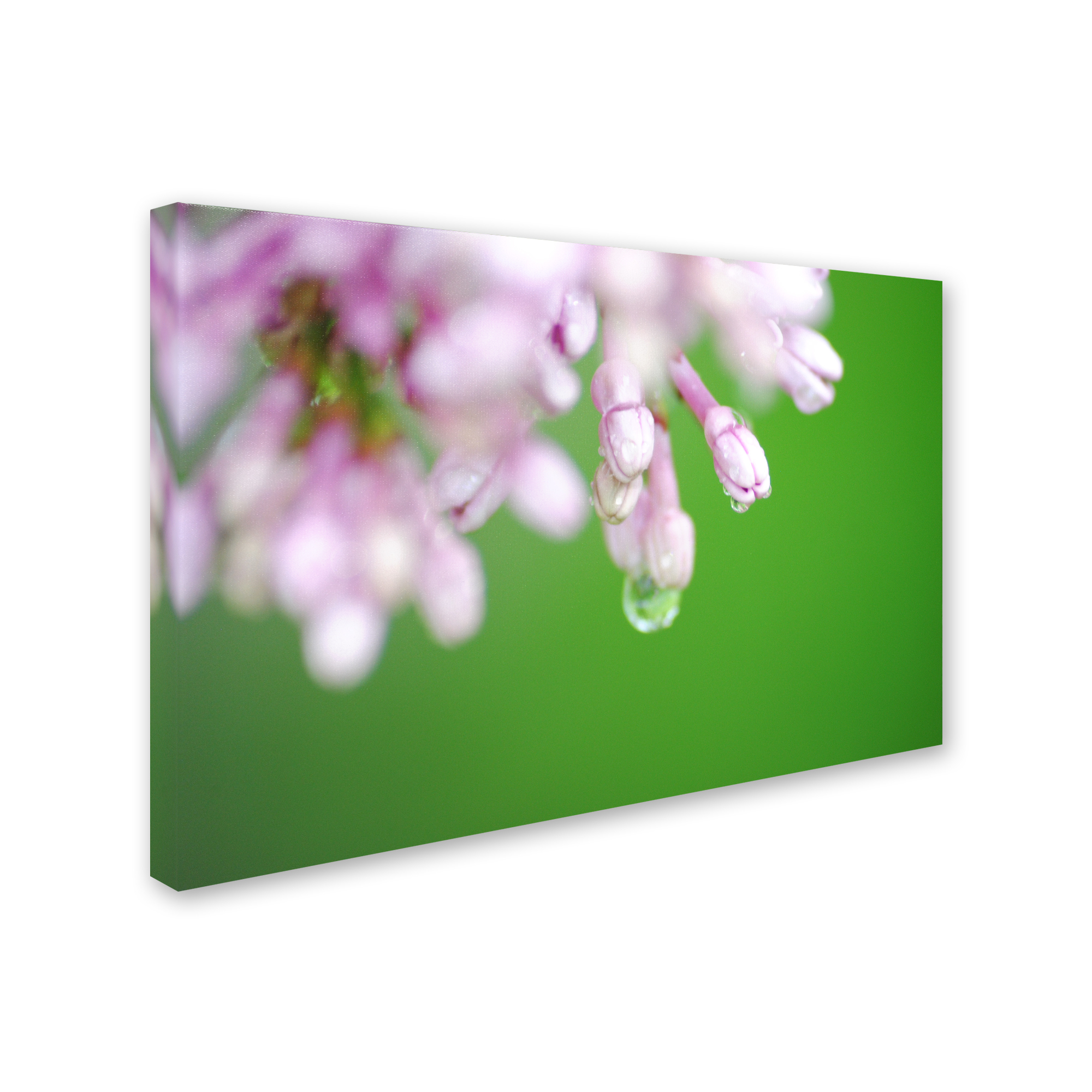 Trademark Fine Art "Pure" Canvas Art by Monica Mize