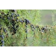 thumbnail image 5 of 60 Organic Seeds COMMON JUNIPER (20 Berries) Juniperus Communis Tree Shrub Evergreen Conifer Blue Berry Yellow Flower aka Gin Berry Pine, 5 of 8