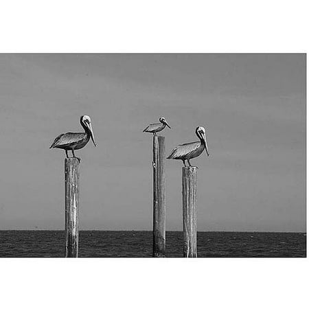 Trademark Art "Pelicans at Bay" Canvas Art by Cary Hahn