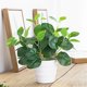 thumbnail image 4 of Plantas de simulación de interior, pequeñas plantas en maceta, plantas falsas decorativas, adornos de escritorio, 4 of 4