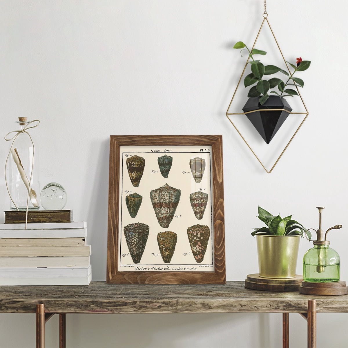 Cone Shell pl. 318 -Framed Print w/glass-Walnut