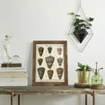 thumbnail image 5 of Cone Shell pl. 318 -Framed Print w/glass-Walnut, 5 of 7