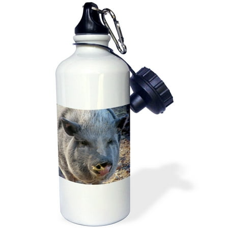 3dRose Pot Belly Pig, Sports Water Bottle, 21oz