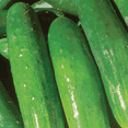 thumbnail image 4 of Ferry-Morse 700MG Cucumber Marketmore 76 Annual Vegetable Seeds, Full Sun, 4 of 11