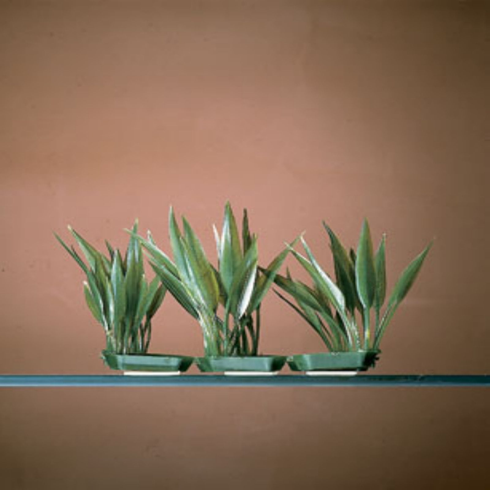 Amazon Sword Plant Small / Green