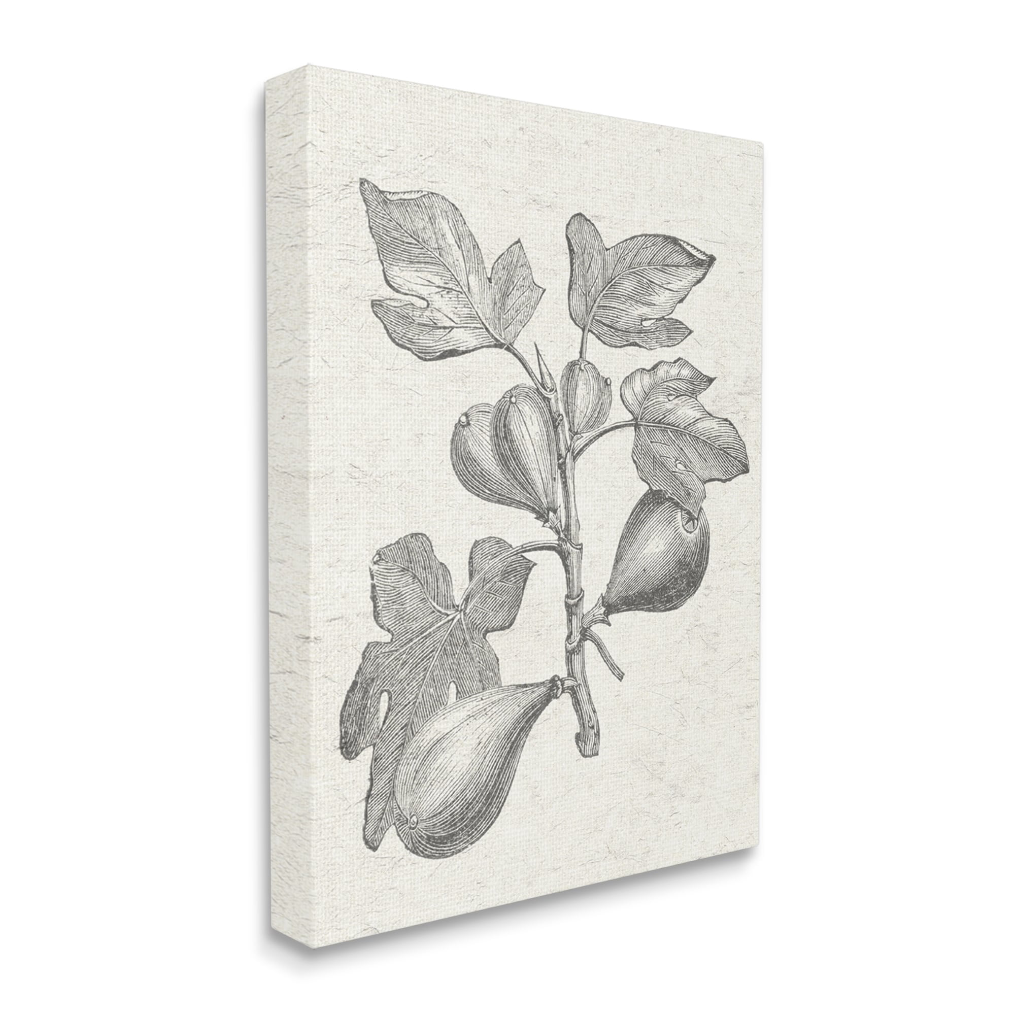 Stupell Industries Vintage Fig Plant Study Drawing Botanical & Floral Painting Gallery Wrapped Canvas Print Wall Art