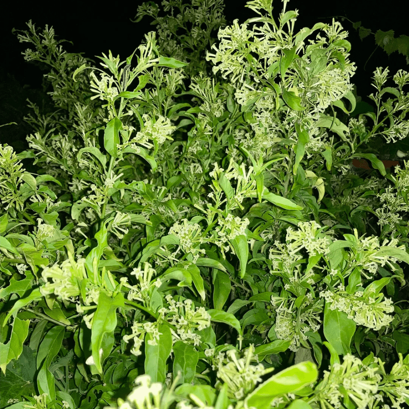 Jasmine Plants Live, Flowering Fragrant Cestrum nocturnum Jessamine, Night Blooming Jasmine Seedlings from 4 to 7 Inches Height