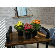 Blooming Kalanchoe Succulents | 3 Plants, 2.5in. Grow Pots; Filtered Sun | Element by Altman Plants