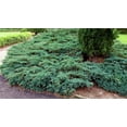 thumbnail image 4 of Blue Rug Juniper  1 Extra Large 3 Gallon Plant  Live Ground Cover Evergreen Shrubs for Landscaping, Garden, Slope Control - Drought Tolerant, Low Maintenance, 4 of 9