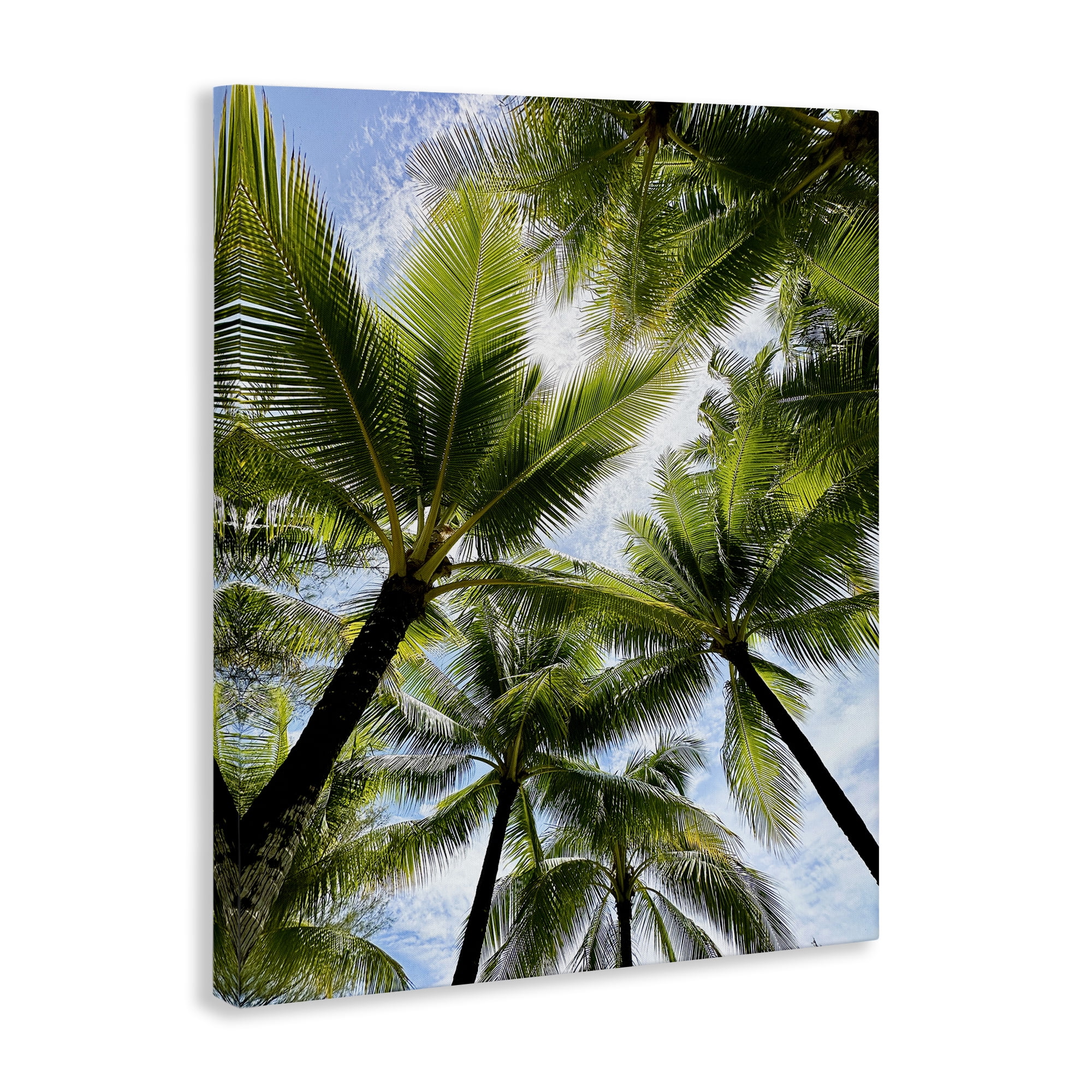 Stupell Industries Overhead Palm Trees Plants & Flowers Photography Wrapped Canvas Art Print Wall Art, 16 x 20