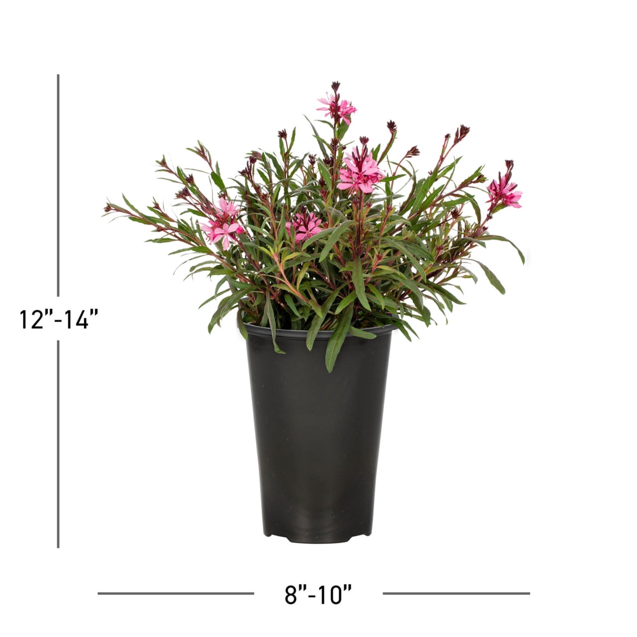 Expert Gardener 2.0QT Pink Gaura Live Perennial Plant Sun 3-Pack