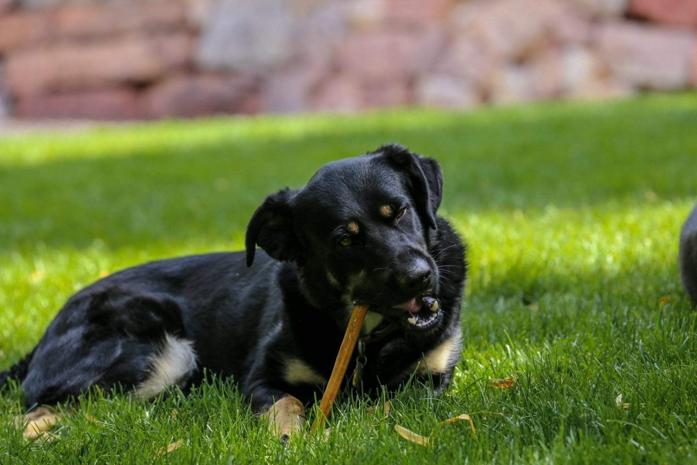 Standard 12" Bully Stick Dog Treats