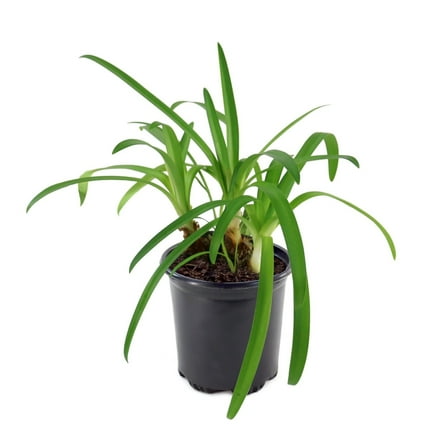 National Plant Network 1 gal. Agapanthus White Live Perennial Plant