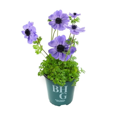 Better Homes & Gardens Harmony Blue Anemone Plants, Garden Outdoor Plants, 2 Qt Pot, Full Sun