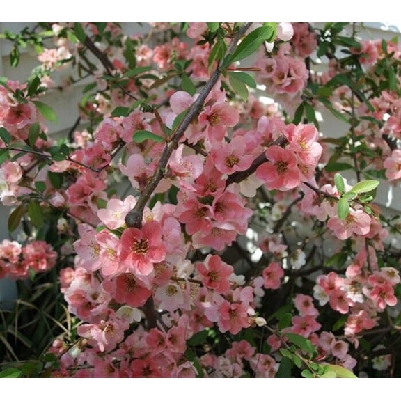 Green River 5 Toyo Cherry Tree Seeds - Fragrant White Blossoms for Early Spring Gardening & Ornamental Landscaping