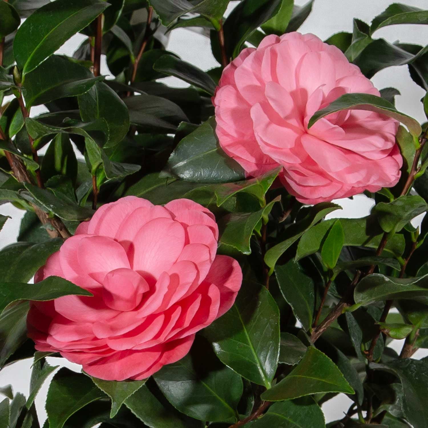 Southern Living Early Wonder Camellia Bush Live Shrub in 2.5-Quart Grower Pot