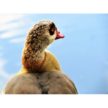 Canvas Print Water Nature Wildlife Water Fowl Stretched Canvas 10 x 14