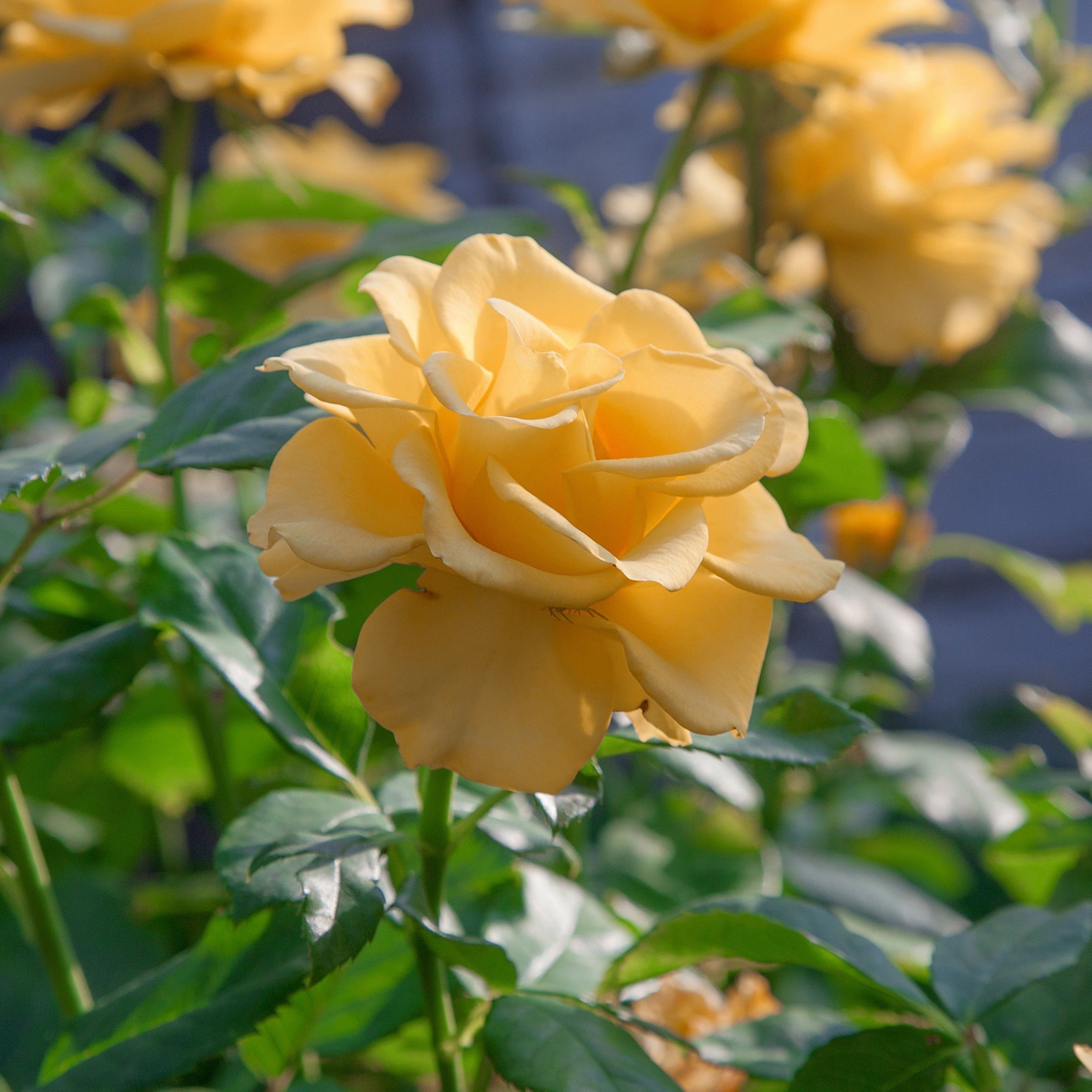 National Plant Network Bare Root Julia Child Tree Rose