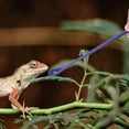 thumbnail image 4 of unbranded 2Ud Para Reptiles Pequeños Ideal Para Comida Húmeda Material Fuerte Y, 4 of 8