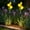 B, variant on Hyknon Rose Solar Lights Outdoor Waterproof Yellow Landscape Garden Lights Plastic Cordless Stake Lamp for Outside Pathway Lawn Yard Decoration