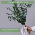 thumbnail image 5 of 10Pack Natural Dried Eucalyptus Bundle,Preserved Fresh Eucalyptus Branches for Flower Arrangements W, 5 of 5