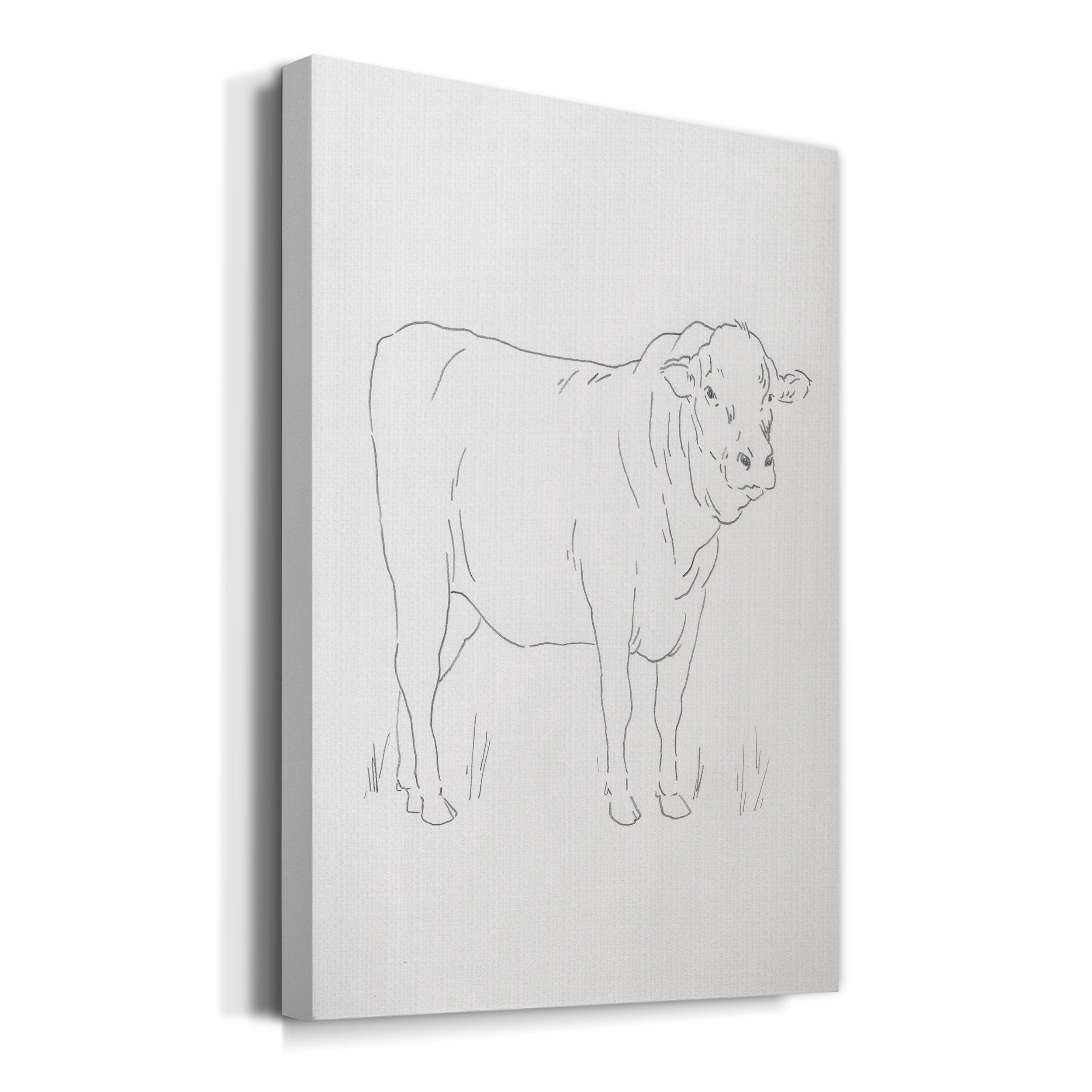 Limousin Cattle I Premium Gallery Wrapped Canvas - Ready to Hang