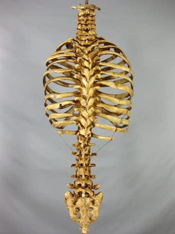 Real Skeleton Ribs