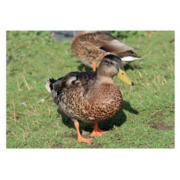 Kevin Milner Duck Countryside Greetings Card