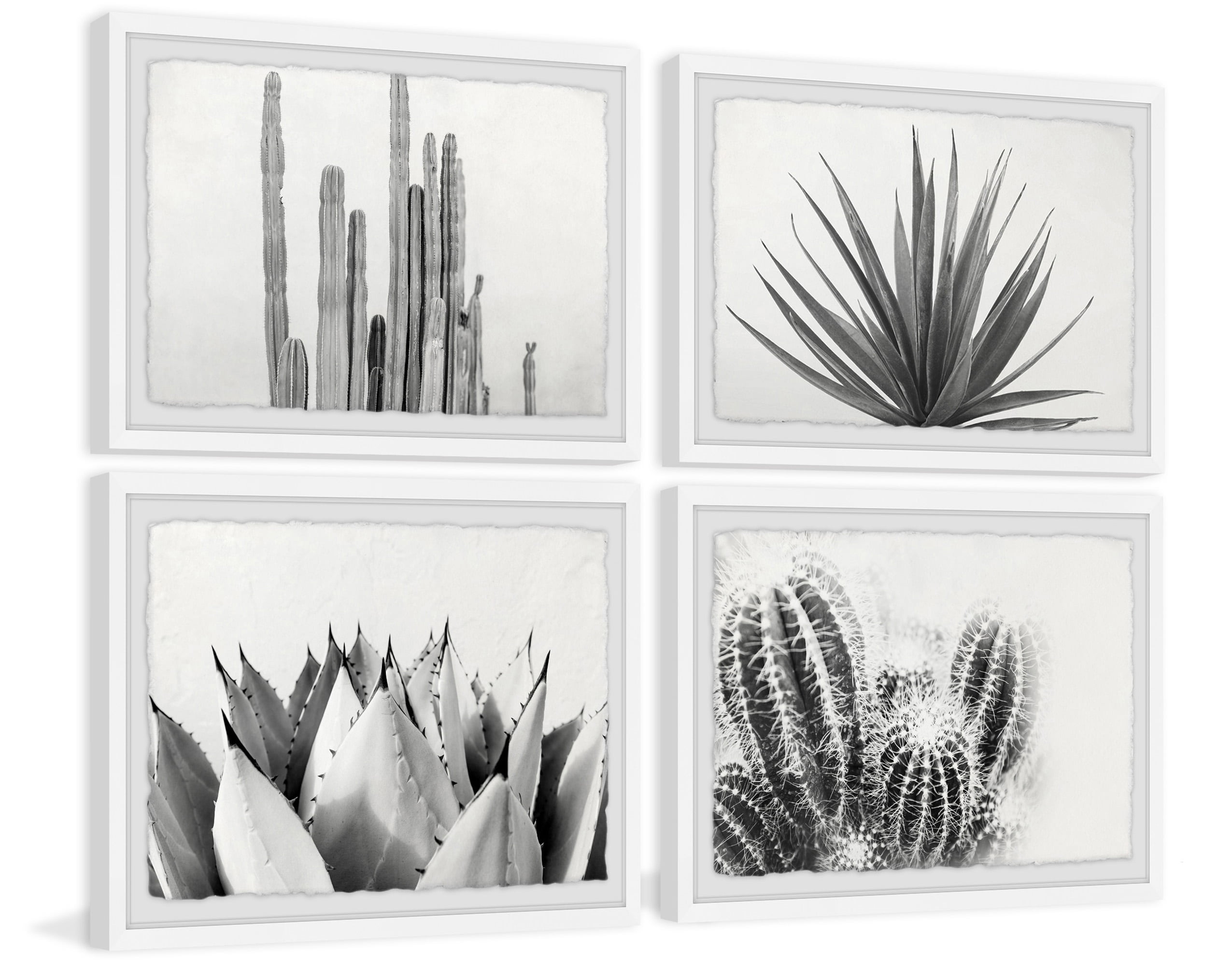 Marmont Hill Cactus Kinds Quadriptych by Morgan Hartley