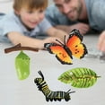thumbnail image 4 of de modelo de de de mariposa de educativos para , juguetee biología de aprendizaje Conoscitivo, material didác B CUTICAT juguetes de crecimiento de insectos para niños, 4 of 8