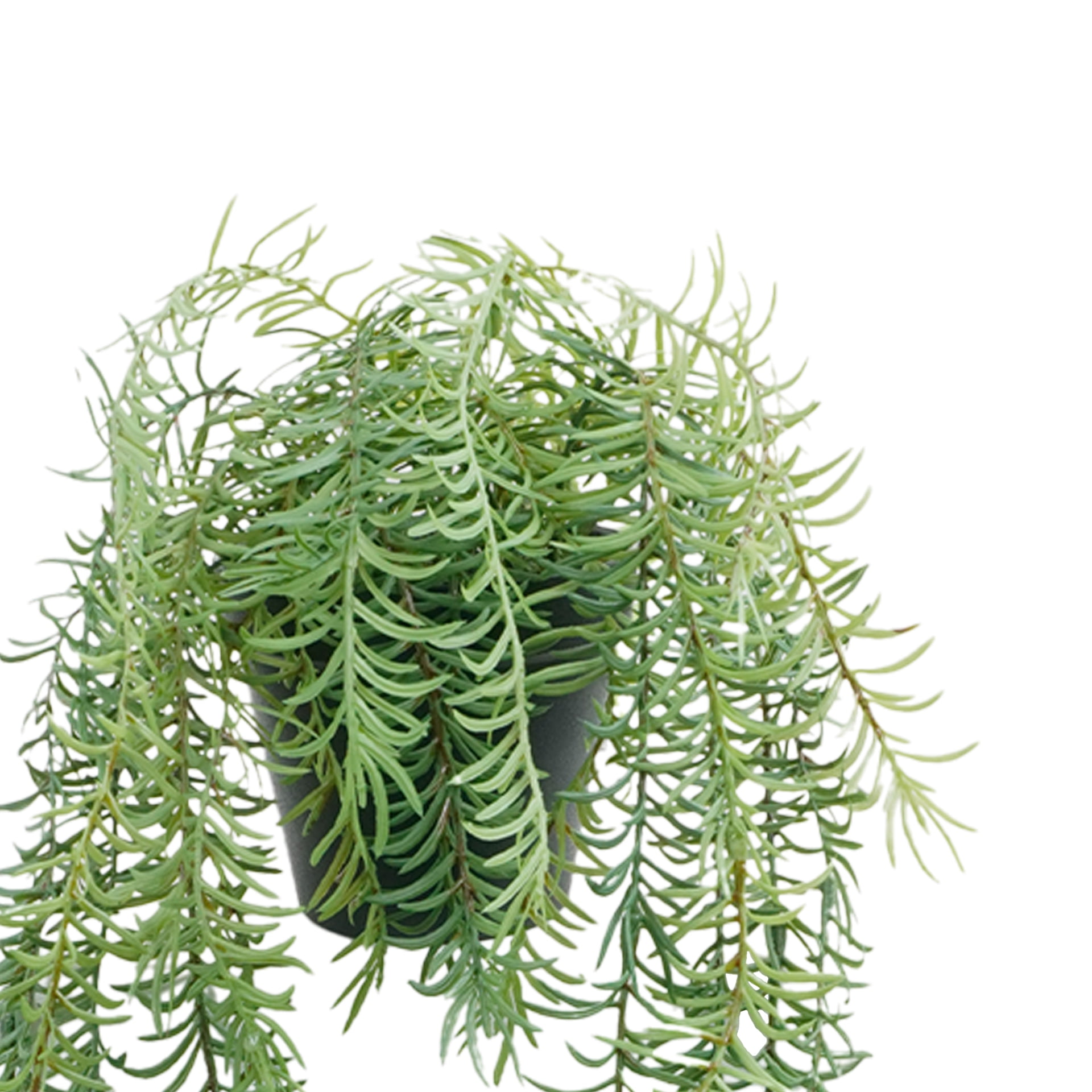 18" Potted Rosemary Plant by Ashland  - Spring Floral for Crafting and Home Decor