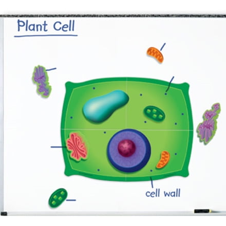 UPC 765023060386 product image for Learning Resources Giant Magnetic Plant Cell | upcitemdb.com